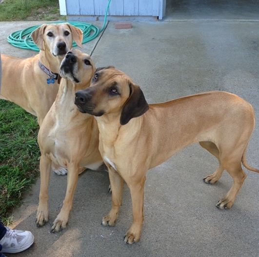 Suwedi Ridgebacks Our Girls | Southwind Farm Rhodesian Ridgebacks