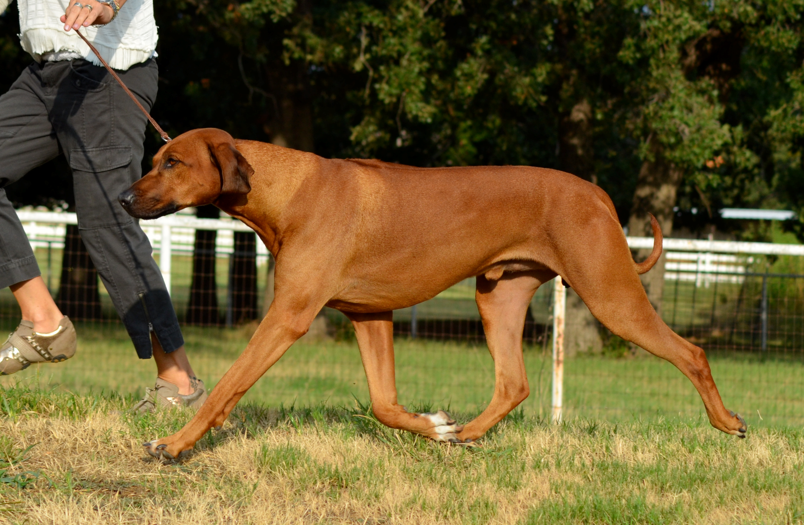Our Boys | Southwind Farm Rhodesian Ridgebacks